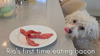Maltipoo's First Bacon Reaction = PRICELESS