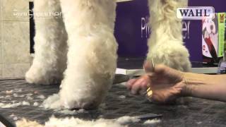 Grooming Guide  Labradoodle  Pro Groomer