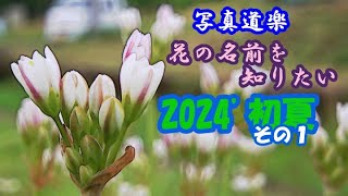 【写真道楽】花の名前を知りたい[2024'初夏その1]