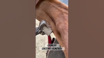 Horse needs its crunchy chestnut removed by a farrier ! #horse #asmr #oddlysatisfying #animal