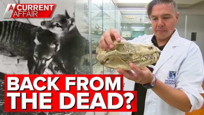 ABC audience responds to survey on whether extinct thylacine