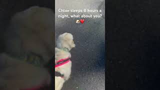 Chloe sleeps 8 hours a night 🐶❤️ #dogs #dogshorts #dogsofyoutube #dogowner #viral #pets #trend #fyp