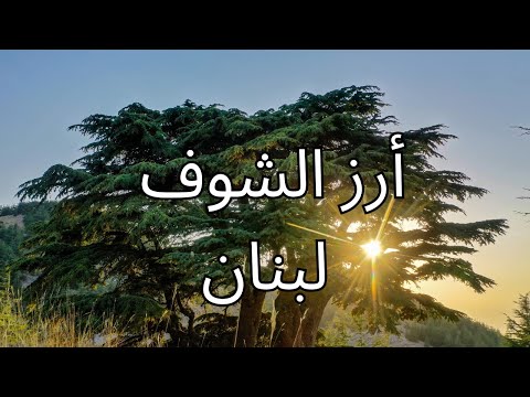 سحر أرز الباروك رحلة إلى محمية أرز الشوف في لبنان