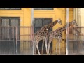 Complete giraffe mating ritual