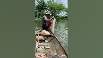 Thả lưới bắt được cá rô phi khủng