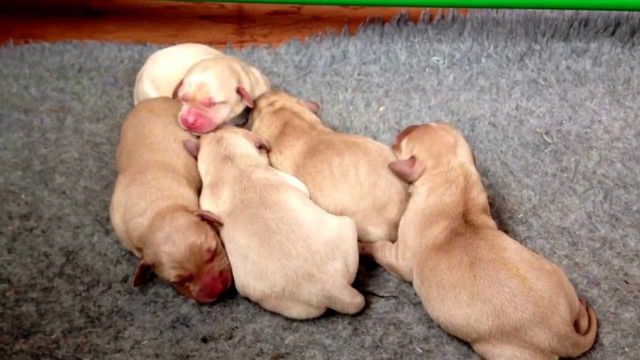 Cute Newborn Labrador Puppies Extended Cut Naughtland Working Labradors Youtube