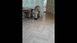 Смешные коты. Рыжий кот. Ржач. Смешное видео. Котяра. Нападение на коня. Драка Смешные коты. Рыжий кот. Ржач. Смешное видео. Котяра. Нападение на коня. Драка