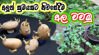 නිවසේදීම අලුත් ක්‍රමයකට අල වවමු, How To Grow Potatoes In a Pot.