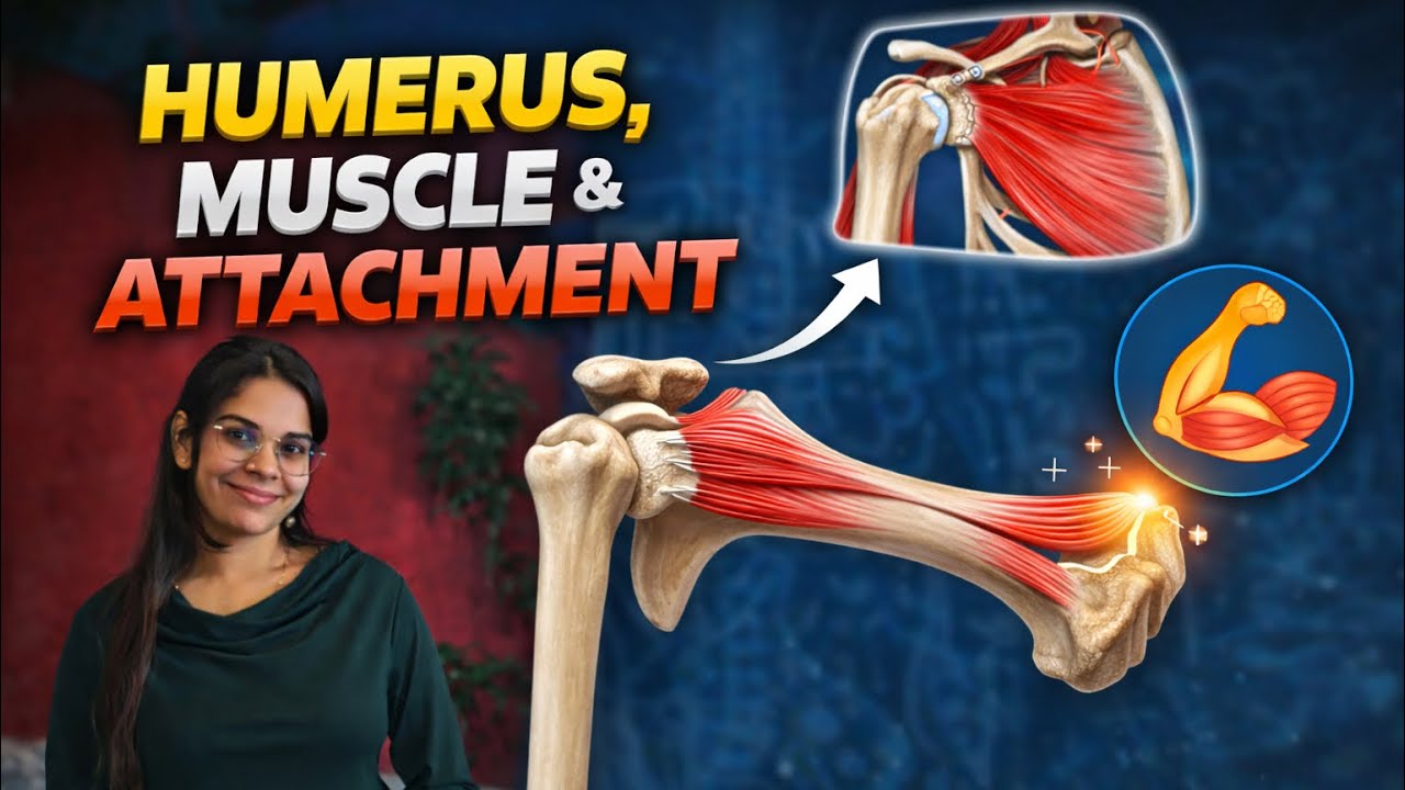 Humoru Muscle Humerus Bone anatomy | bone muscle attachments | Smriti Bhatia - YouTube