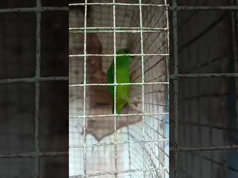 Burung Indah