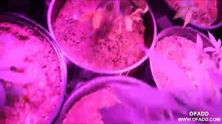 Medical marijuana & LED grow lights LED Cannabis Grow Time Lapse - GROWING MARIJUANA WITH LED!