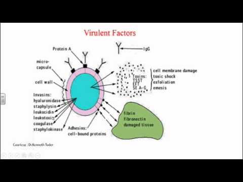 Video: Staphylococcus Aureus V Nose - Príznaky, Liečba