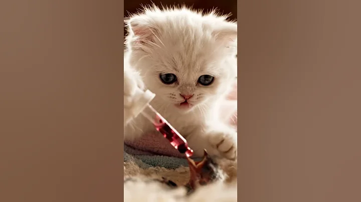 Video 11545901: rescued persian kitten, persian kitten baby, cat