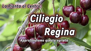 Ciliegio Regina, Caratteristiche di questa varietà tardiva #fruit