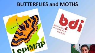How to photograph butterflies and moths for LepiMAP