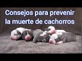 consejos para prevenir la muerte de cachorros american bully recien nacidos