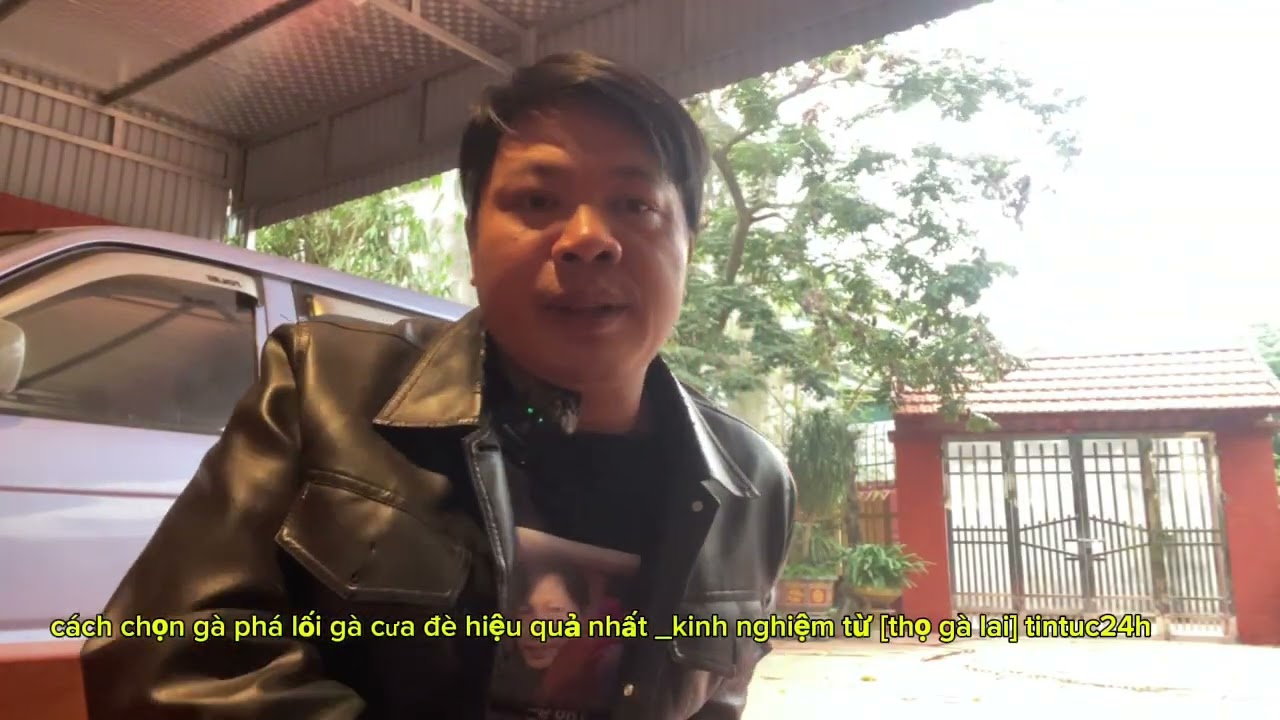 cách chọn gà phá lối gà cưa đè hiệu quả nhất_kinh nghiệm từ [ thọ gà lai] tintuc24h phát vào6h 30tối