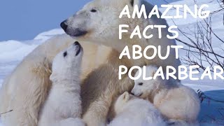 😱Intersting facts about polar bear| Polar bear