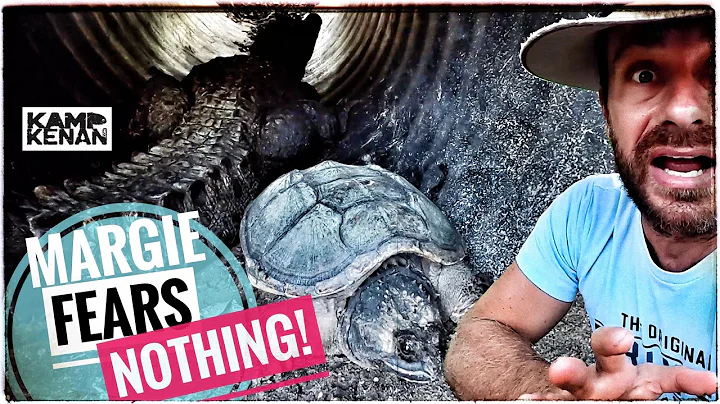Our Snapping Turtle MARGIE almost LOST her HEAD!