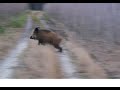Wild Boar hunting best moments compilation Polowanie najlepsze momenty Drückjagd Wildschweinjagd