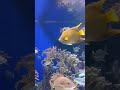 AQUARIUM SEA CREATURES #shorts #fish #relaxing #sea