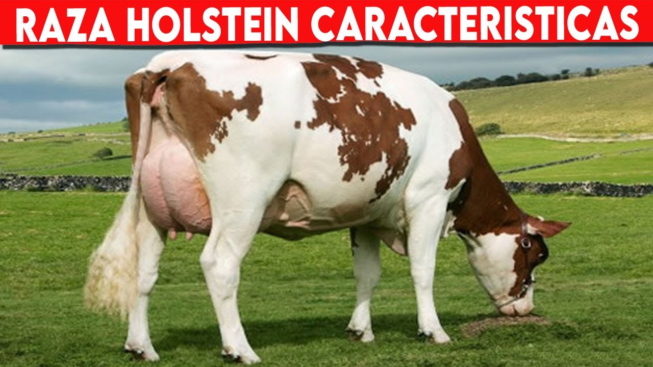 🔴 Holstein (Holstein Friesian cattle) CARACTERÍSTICAS Vacas Lecheras