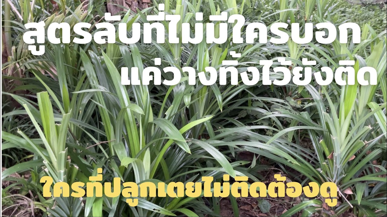 เคล็ดลับในการปลูกเตยให้รอดบอกหมดคลิปนี้