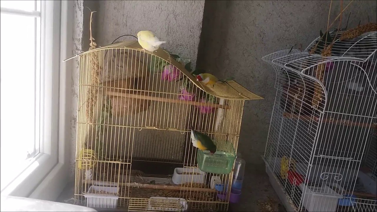 Yeni Kuşlarımız geldi! Bengal ve Jumbo Bülbül