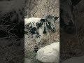 the beauty of Hunza #viralvideo #travel #adventure #natural #hunza #yt #ytshorts