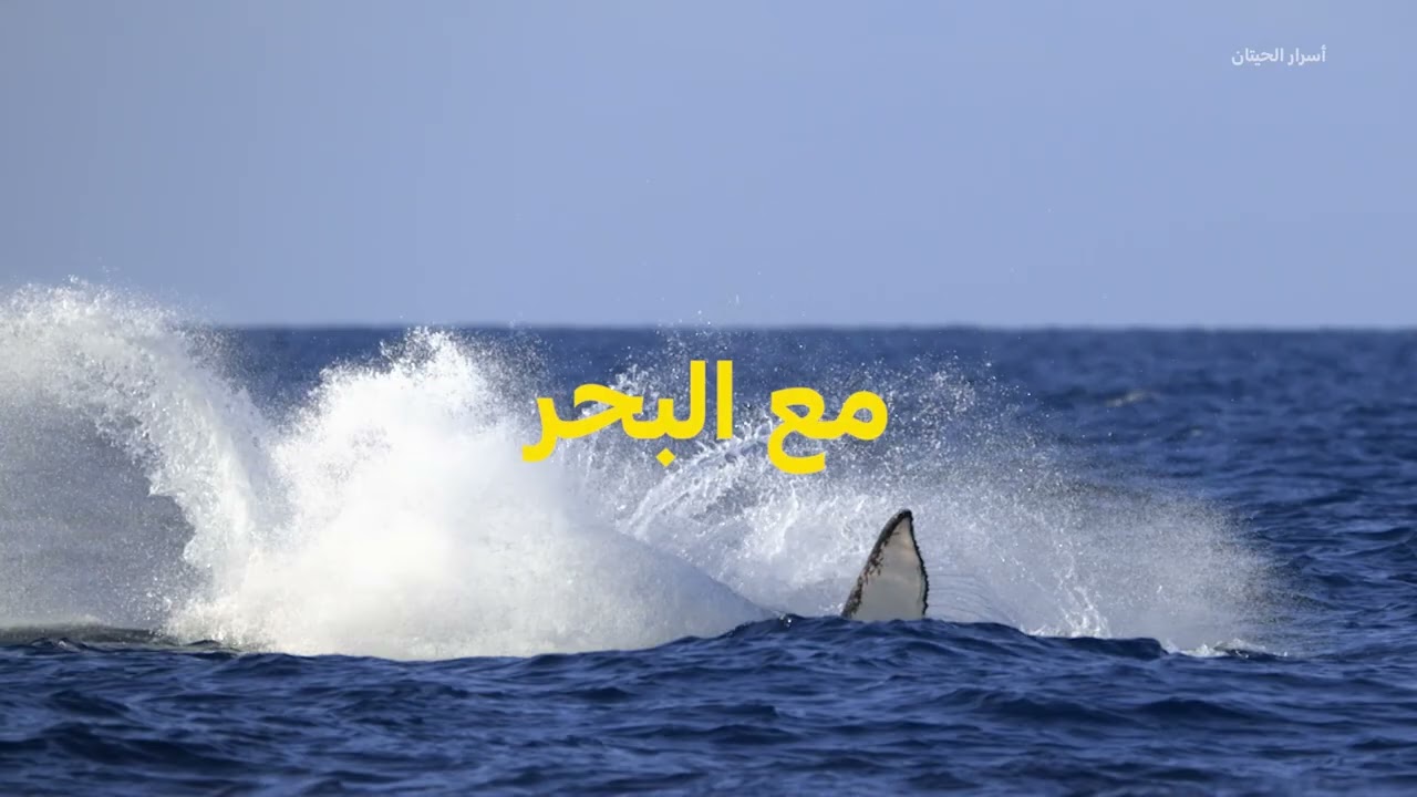 بر نامج جديد | عجائب الخلق | ناشونال جيوغرافيك أبوظبي