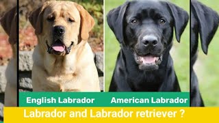 what is difference between Labrador and Labrador retriever How many Types of Labrador by Its_jack_GSD 2,990 views 7 months ago 1 minute, 41 seconds