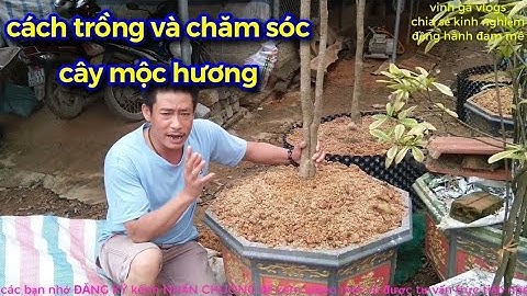 Cách trồng và chăm sóc cây mộc hương