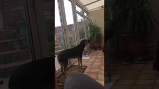 Dog Demonstrates Beautiful Singing 