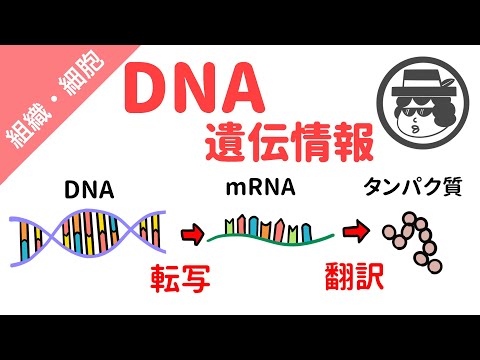 タンパク質合成（転写と翻訳）