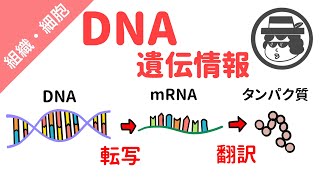 タンパク質合成（転写と翻訳）