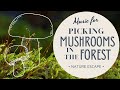 Music for picking mushrooms in the forest [Nature Escape Playlist]