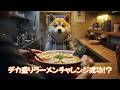 [第74話] シバくん、デカ盛りラーメンチャレンジ…成功するのか？