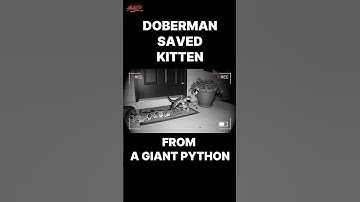 Doberman Saved a kitten from a Giant Python Attack!! #sora #ai #doberman #cat #python #viral #shorts