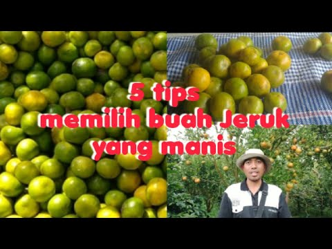 Video: Bagaimana Memilih Jeruk?