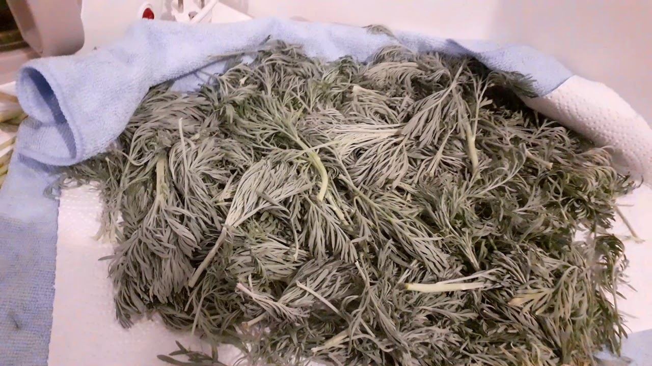 كيفية تكريم او تبييس الشيبة والنعناع # والاحتفاظ بهم إلى موسم اخر#