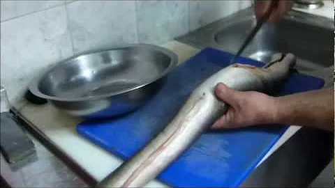 Que serve a banha do peixe elétrico?