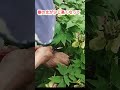 【牡丹花柄摘み】本編もご覧下さい。＃shouts＃牡丹花柄摘み　＃牡丹　＃ボタン　＃ぼたん　＃園芸