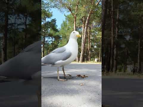 We study birds. European herring gull. Мы изучаем птиц. Европейская серебристая чайка.