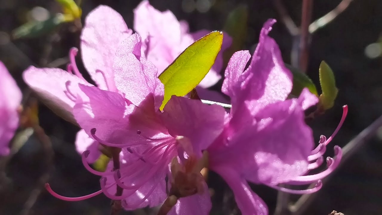 Где багульник цветет песня