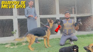 Dazzy Ko New Puppy Se Milva Diya | Pitch Ka kaam Camplet