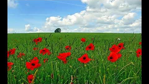 سورة ٱل عمران بصوت القارئ محمد عبد الحكيم سعيد العبد الله