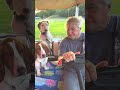 The Worst Guard Dogs in a Golf Cart #pets #humor #shorts