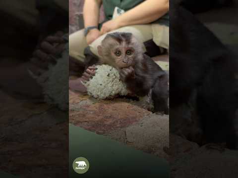 Знакомьтесь:  «лучший друг» малышки вандеру!🥰