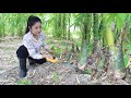 Harvesting bamboo shoot season in my cashew farm / Cut bamboo shoot for my recipe