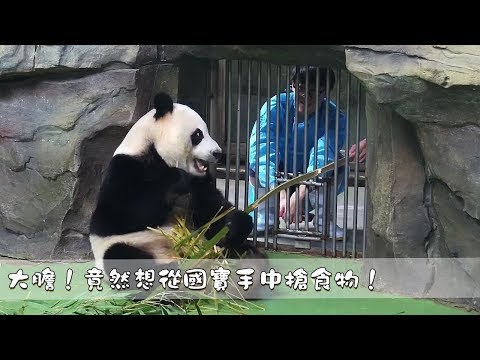 《熊貓早晚安》大膽！竟然想從國寶手中搶食物！| iPanda